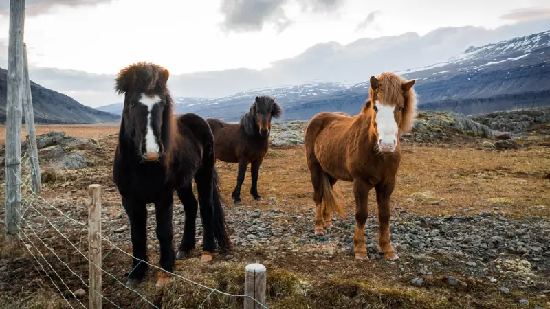 IJsland · 68644707 3012787498794826 7197170993914183680 n